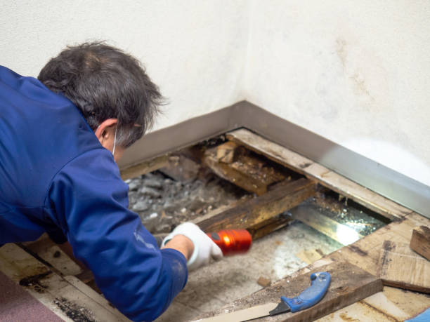 Home Mold Removal in Southmont, PA