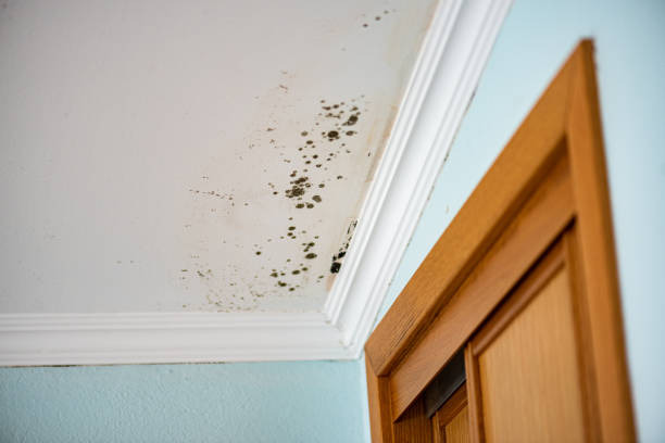 Best Black Mold Removal  in Southmont, PA