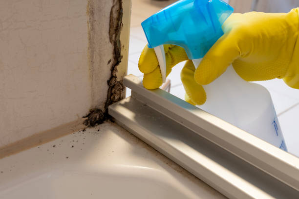 Best Local Mold Removal Service  in Southmont, PA