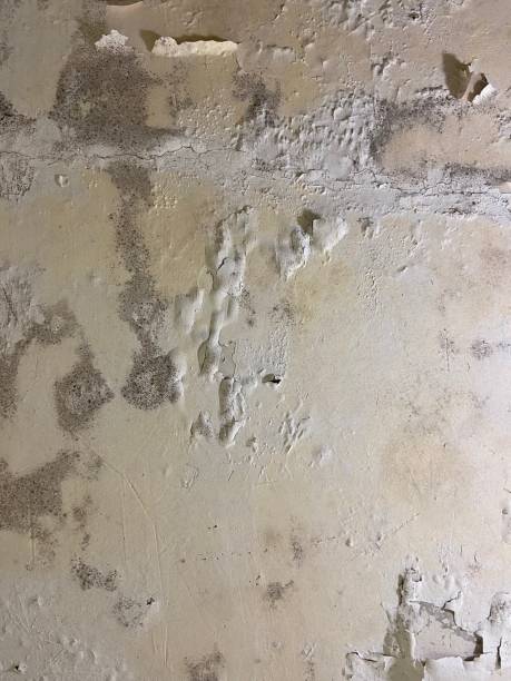 Best Fast Mold Removal  in Southmont, PA