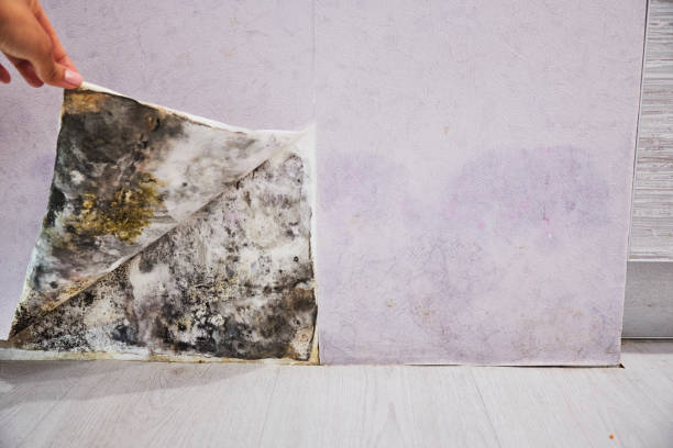 Best Mold Testing and Removal  in Southmont, PA
